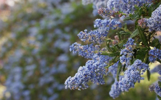 a blue flower with green stems 